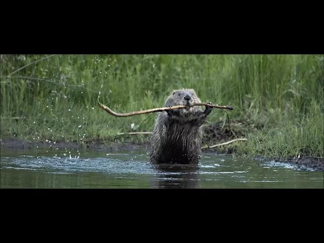 Heute bei Dr. Hart und Dr. Zart, die Tierdocs: Biber mit Holzunveträglichkeit!