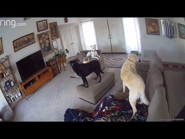 Dogs React To Southern California Earthquake