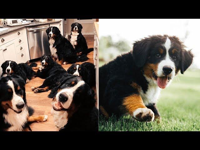 LIVING WITH 14 BERNESE MOUNTAIN DOGS!!! Ep.1 || vlog006