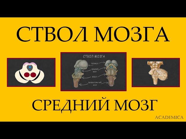 Ствол мозга.