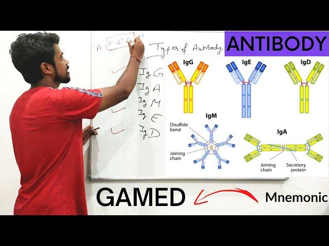 Antibody | Immunoglobin | Agglutinin | Structure | Function | Types | एंटीबॉडी क्या है?