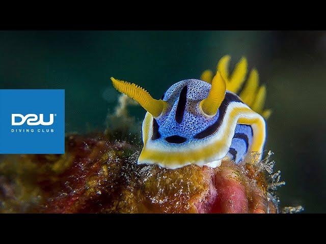 D2U club - Дайвінг клуб - Підводний макро всесвіт - Голожаберник Chromodoris Annae