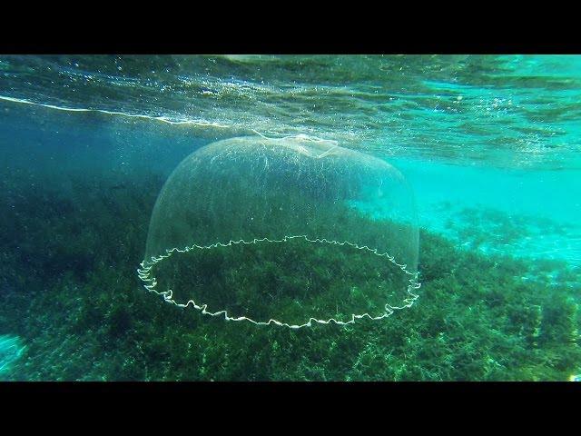 Cast Net Falling Underwater