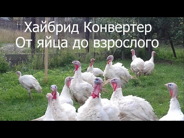 Хайбрид Конвертер индюки. Чем кормить. Вес и другое.