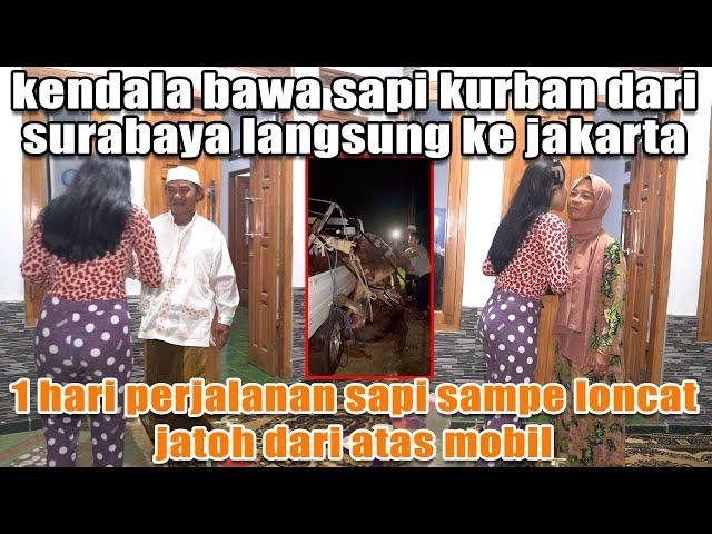 DRAMA BAWA SAPI KURBAN LANGSUNG DARI SURABAYA KE KAMPUNG DINAR CANDY. SAPI SAMPE LONCAT DARI MOBIL!!