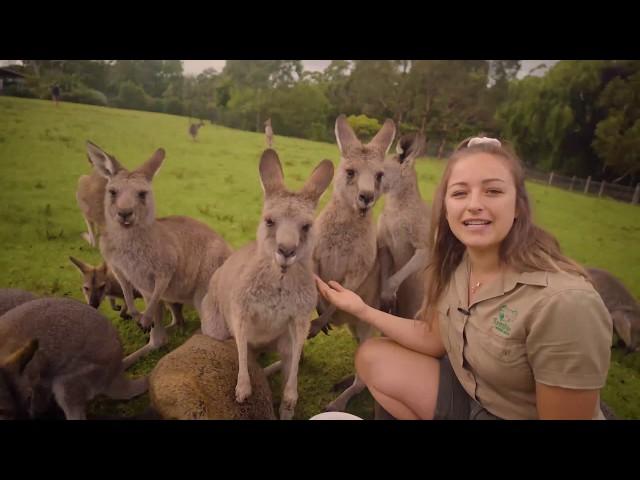 Learn all about Kangaroos and Wallabies