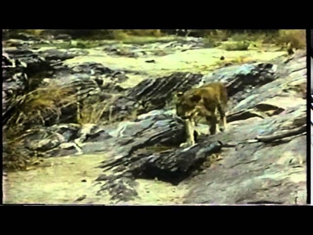 George Adamson on Elsa of Born Free with video clips of Elsa