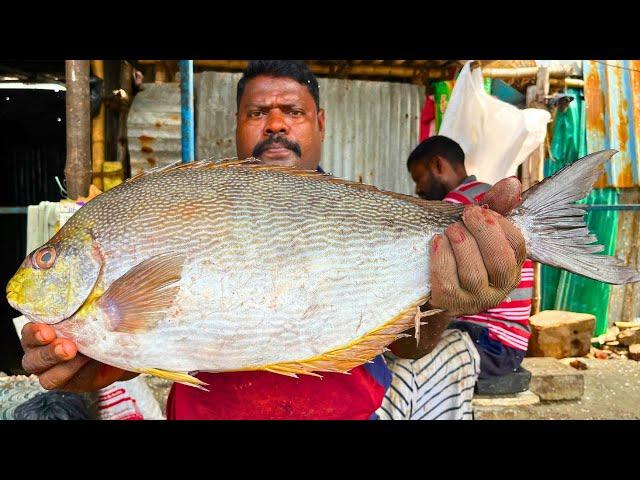 KASIMEDU  SPEED SELVAM | RARE HEN FISH CUTTING VIDEO | IN KASIMEDU | FF CUTTING 