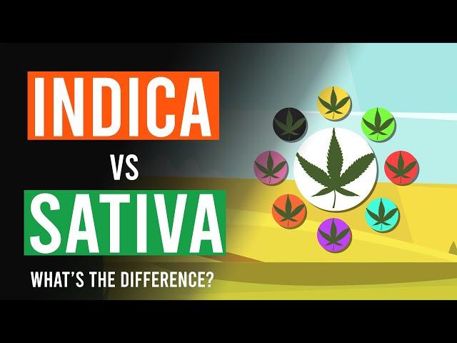 Cannabis Indica vs Cannabis Sativa: Whats the Difference?