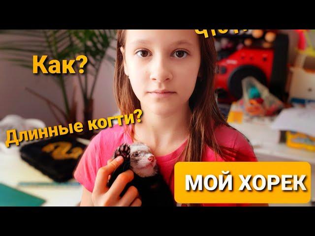 Хорек | Стригу ногти | Жизнь С Хорьком | Мой Канадский Питомец