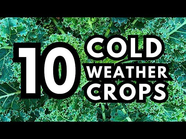 10 Unique Cold-Hardy Vegetables to Grow in Your Winter Garden // Winter Garden Planting Ideas