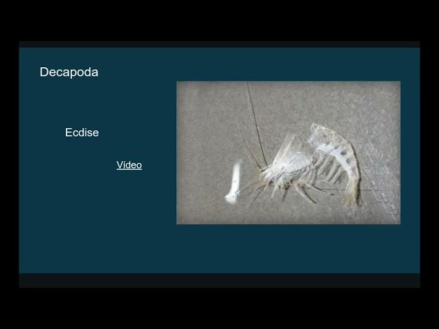 Crustacea - Ordem Decapoda
