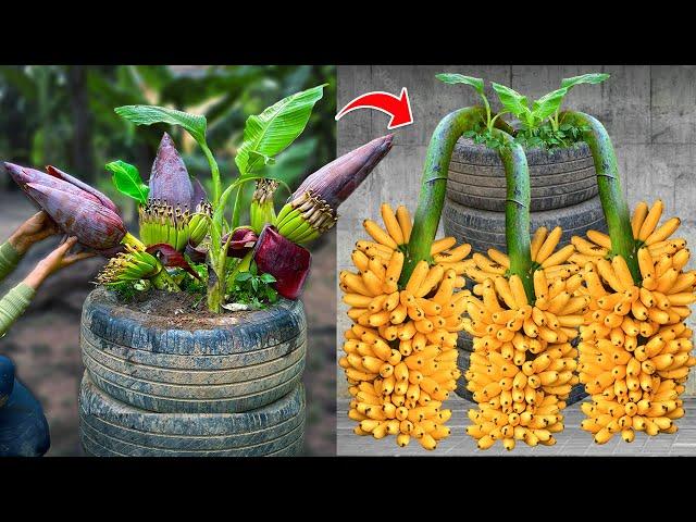 Techniques for Grafting Banana Tree Using Banana Fruit Get amazing results | Grafting Banana Tree