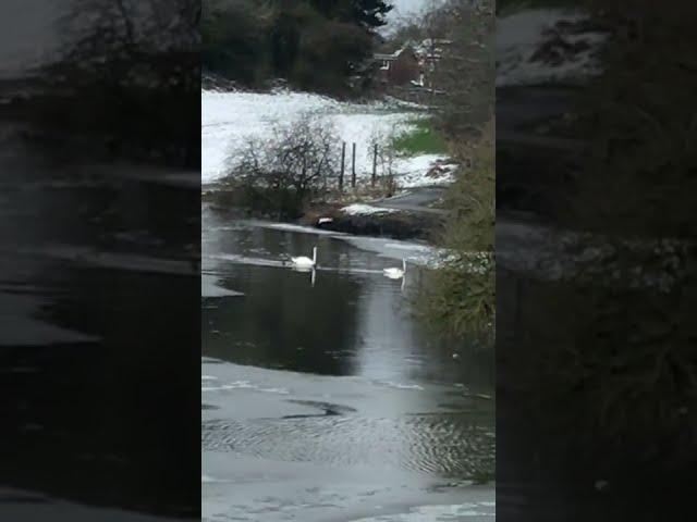 forest park to westport lake in the snow