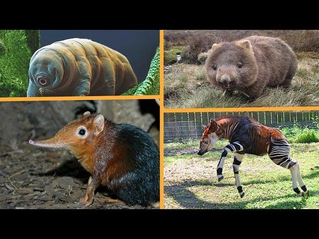 LOS ANIMALES MAS RAROS DEL MUNDO