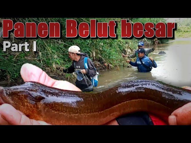 PANEN BELUT DI SARANG NYA BELUT MONSTER TERBARU-Rnc Petualang