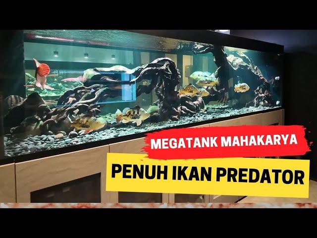 AKHIRNYA !!! TAMBAH PENUH IKAN PREDATOR MEGATANK KARYA CAK HER @HerryRasio - GAS TAMBAH KOLEKSI