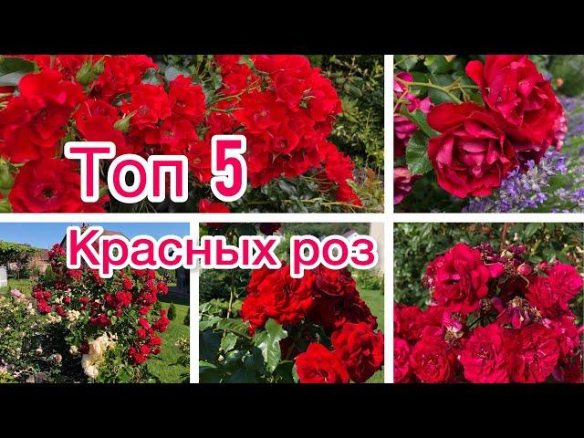 ТОП 5  КРАСНЫЕ РОЗЫ  ЦВЕТЕНИЕ 2022 