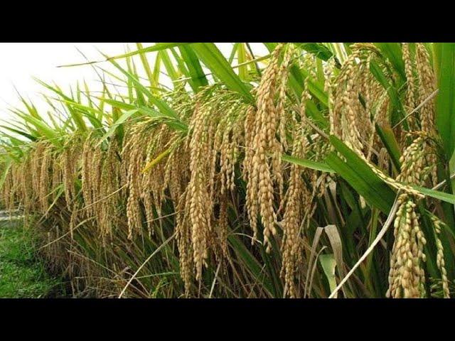 Japanese Rice Harvesting Technology Amazing Rice Agriculture Technology in Japan Modern Rice Farming