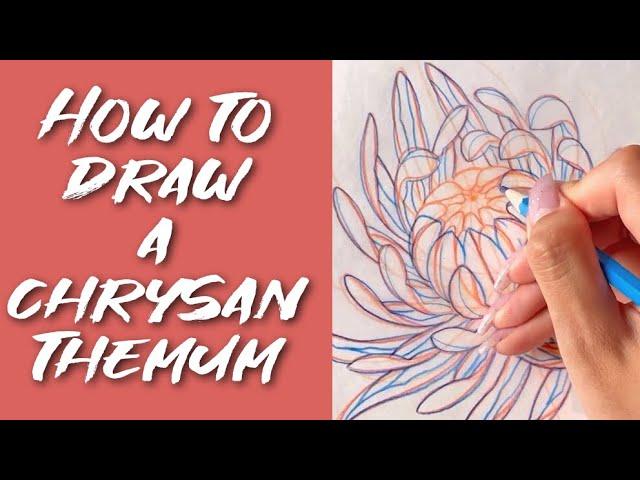 Episode 11: How to draw a CHRYSANTHEMUM