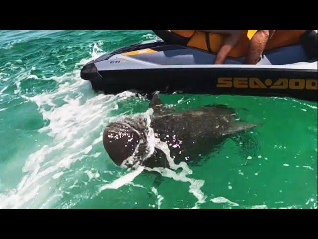 Aggressive Bull Shark Circles Around Jet Skier