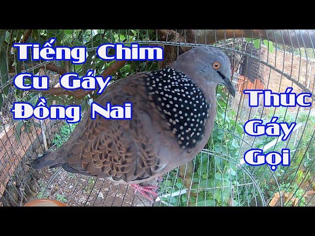 Tiếng chim cu gáy đồng nai thúc và gáy gọi căng lửa// Tiếng cu gáy mồi chuẩn