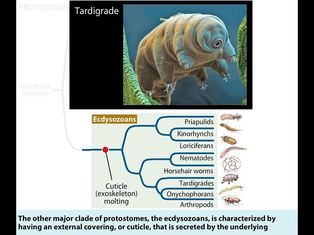 An overview of the Protostomes