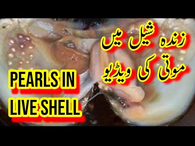 Natural Pearls in live Oyster (Shell) @NatureWorld92  سچے موتی زندہ شیل میں