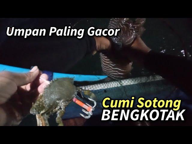 Cara mancing cumi sotong bengkotak pakai umpan rajungan