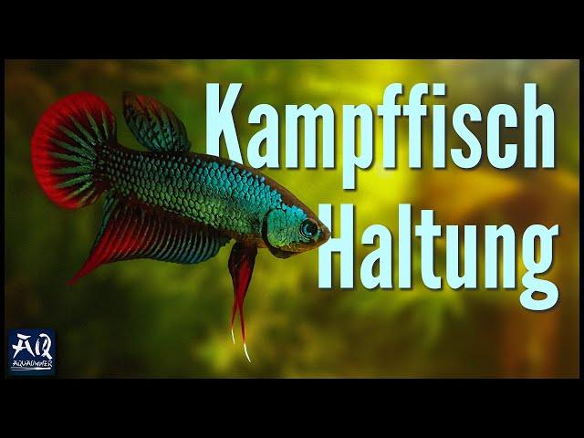 Kampffisch Haltung & Pflege im Aquarium | AquaOwner