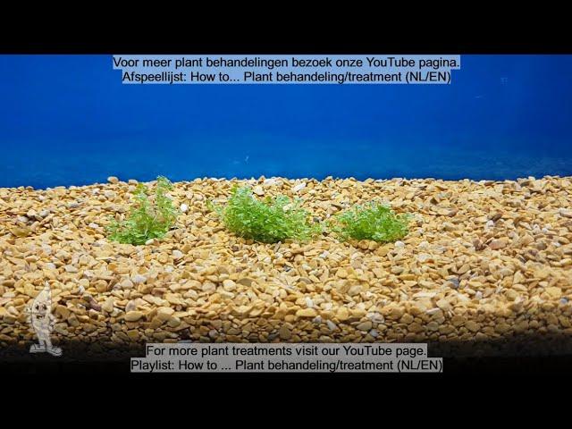 Aquaplantsonline - How to... Bodembedekker behandeling/Ground cover treatment (NL/EN)