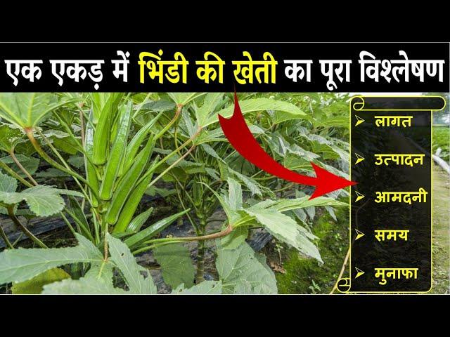 भिंडी की खेती कैसे करें | Bhindi Ki Kheti Kaise Kare| Okra Farming In India | Growing Okra