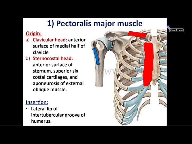 Muscles of the Pectoral Region - Dr. Ahmed Farid