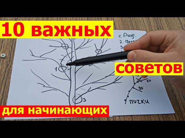 Как правильно обрезать молодую взрослую яблоню весной для начинающих пошагово схемы в картинках