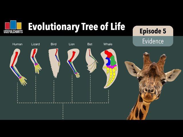 Evolutionary Tree of Life | Episode 5 - What's the Evidence for Evolution?