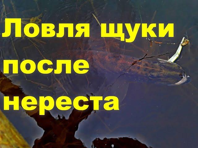 Ловля щуки после нереста