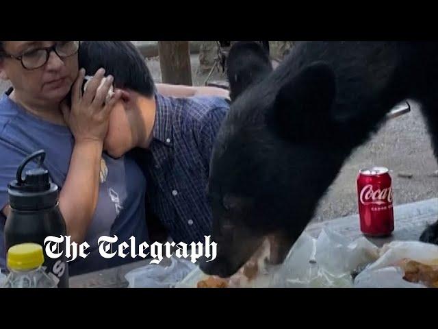 Black bear devours picnic as family freeze to keep themselves safe