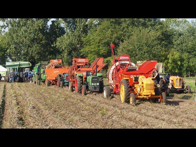 Old skool potato harvest Grimme Sterbo Climax Ford MF Hanomag  John Deere