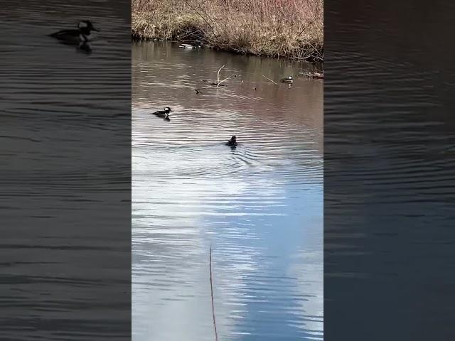 Buffleheads #canada  #yyc #wildlife