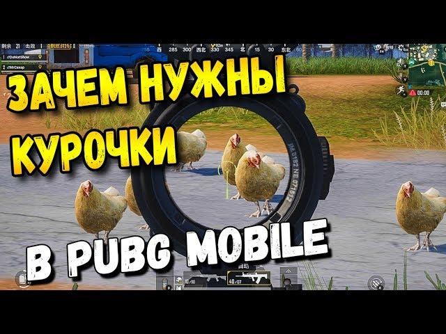 ДЛЯ ЧЕГО НУЖНЫ КУРОЧКИ В PUBG MOBILE?КУРОЧКИ ПОВСЮДУ! НОВЫЙ ИВЕНТ ВЕРСИИ QUANTUM PUBG MOBILE КИТАЙ