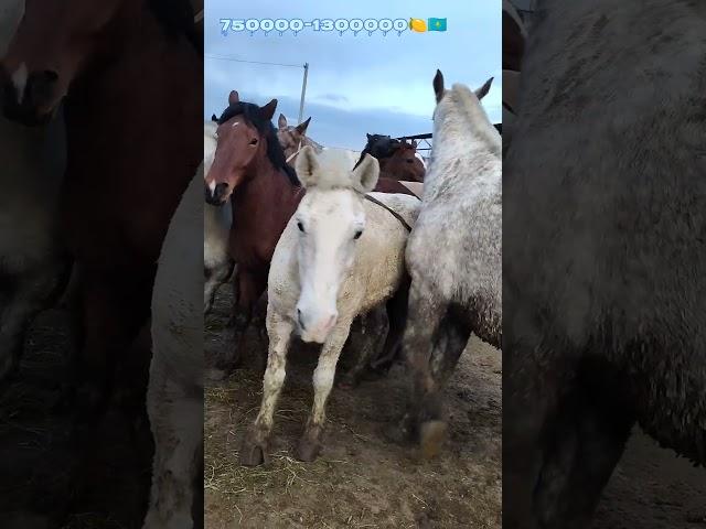 07.01.2024#Таразмалбазар#полтяжкобылы#откорм#ottar#гигант#kazakhstan#horse#природа#shorts