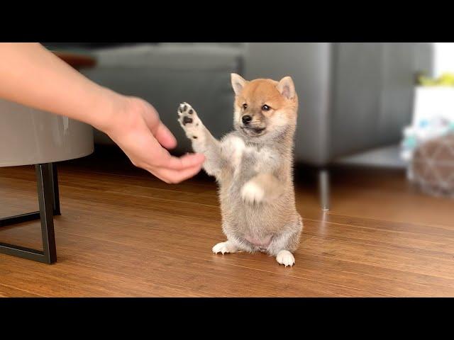 2-Month-Old Shiba Inu Puppy Compilation