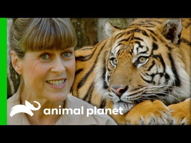 Terri Collects Poo Samples To Find Out If This Tiger Is Pregnant | Crikey! It's The Irwins