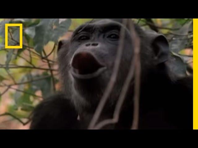 How Male Chimps Show Off | National Geographic