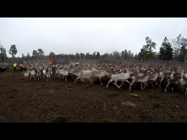 Reindeers, Vuomaselka 29.09.2017 Finland