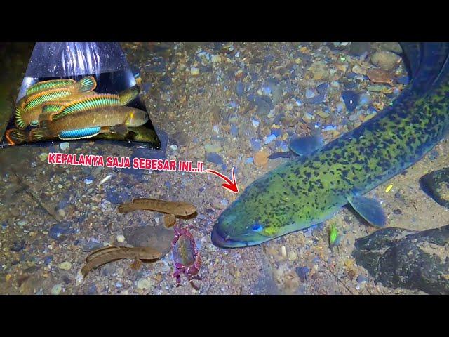 MENGERIKAN..!! SEMUA PENGHUNI SUNGAI INI KELUAR || Mancing Ikan Channa Limbata Disungai Halam Hari