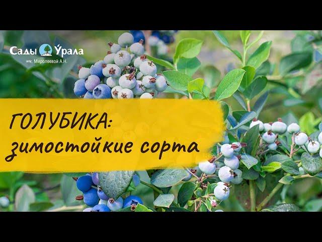 Обзор каталога: Голубика