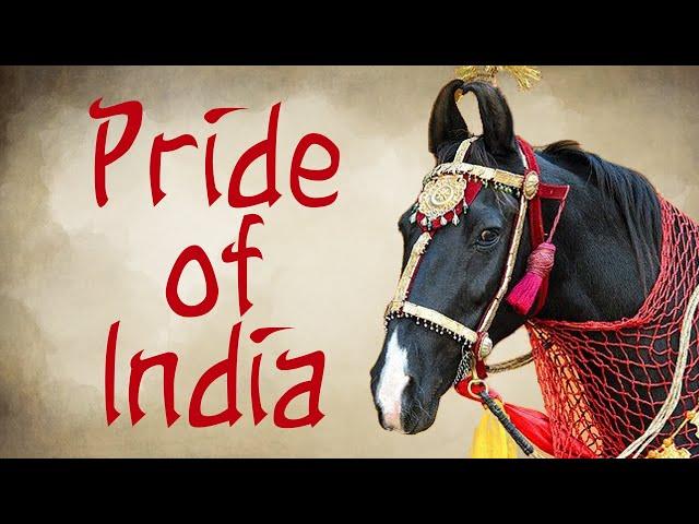 The Marwari Horse, Pride of India