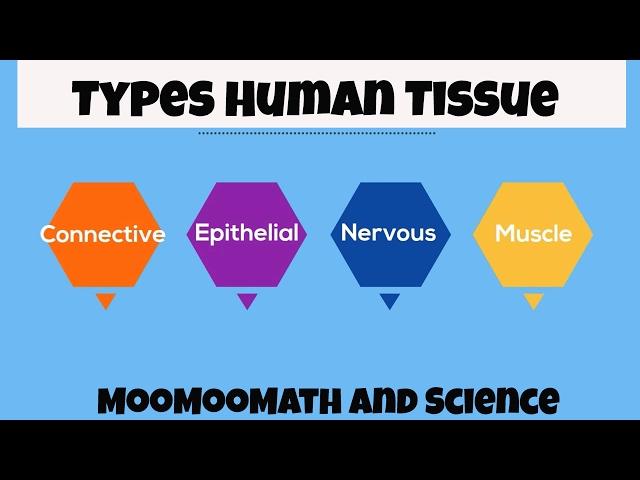 Types of Human Body Tissue