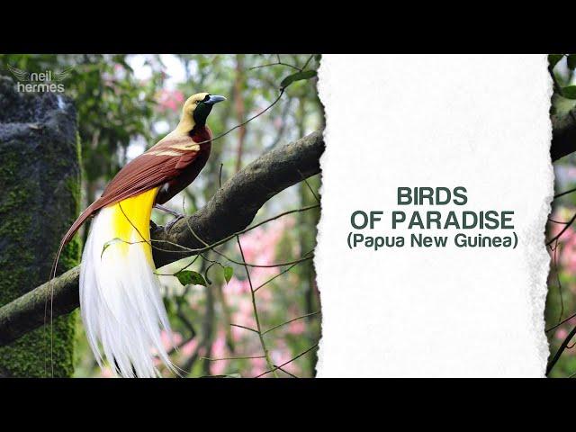 The Raggiana Bird-of-Paradise: Symbol of Papua New Guinea